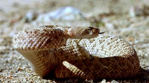 Venom Hunters, Season 1 Episode 4 image