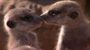 Meerkat Manor, Season 1 Episode 1 image