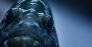 Blue Planet II, Season 1 Episode 3 image