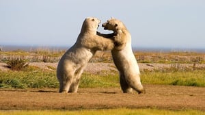 Frozen Planet, Season 1 Episode 4 image