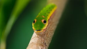 The Secret Lives of Animals, Season 1 Episode 6 image