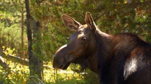 Howie Mandel's Animals Doing Things, Season 2 Episode 2 image