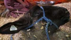 The Incredible Dr. Pol, Season 18 Episode 1 image