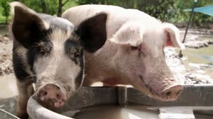 The Vet Life, Season 4 Episode 1 image