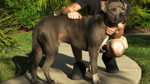 Dog Whisperer with Cesar Millan, Season 5 Episode 7 image