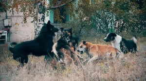 72 Dangerous Animals: Latin America, Season 1 Episode 5 image