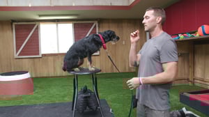 Lucky Dog, Season 4 Episode 5 image