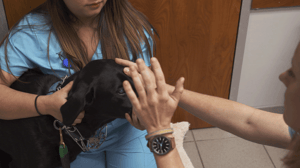 Animal ER, Season 2 Episode 5 image