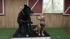 Lucky Dog, Season 3 Episode 21 image