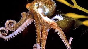 Nature, Season 19 Episode 2 image