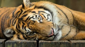 Crikey! It's the Irwins, Season 1 Episode 12 image