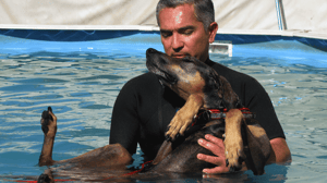 Dog Whisperer with Cesar Millan, Season 5 Episode 16 image