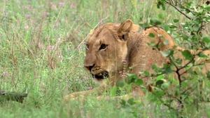 Nature, Season 37 Episode 5 image