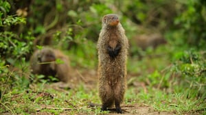 Wild Babies, Season 1 Episode 5 image