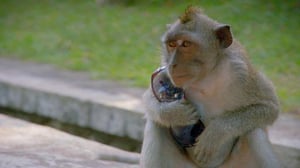 Nature, Season 34 Episode 8 image