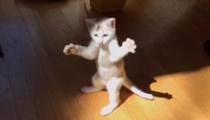 The World's Funniest Animals, Season 2 Episode 1 image