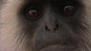 The Jeff Corwin Experience, Season 2 Episode 11 image