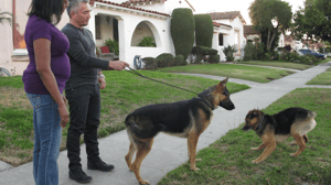 Dog Whisperer with Cesar Millan, Season 8 Episode 3 image