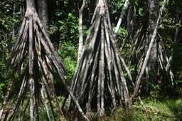 Secrets in the Jungle, Season 1 Episode 4 image