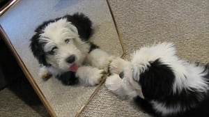 Animals Unleashed, Season 1 Episode 7 image