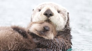 Wild Alaska, Season 1 Episode 1 image