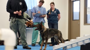 Life at Vet U, Season 1 Episode 5 image