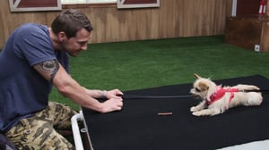 Lucky Dog, Season 3 Episode 3 image