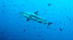 The Crocodile Hunter, Season 2 Episode 7 image