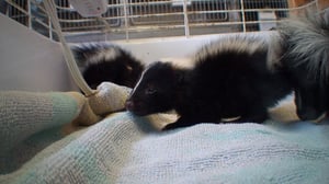 Hope in the Wild, Season 1 Episode 12 image