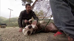 Pit Bulls and Parolees, Season 3 Episode 2 image