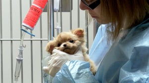 Vets Saving Pets, Season 1 Episode 6 image