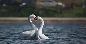 Wild and Wonderful Denmark, Season 1 Episode 5 image