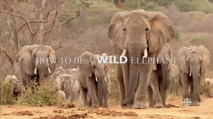 The Nature of Things, Season 53 Episode 11 image