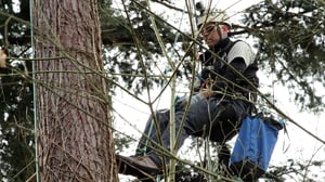 Treetop Cat Rescue, Season 1 Episode 8 image