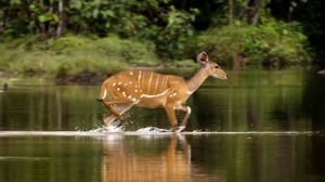 Secrets of the Elephants, Season 1 Episode 3 image