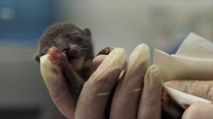 Dr. Keri: Prairie Vet, Season 1 Episode 5 image