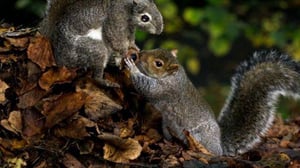 Nature, Season 35 Episode 8 image