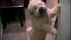 It's Me or the Dog, Season 3 Episode 5 image