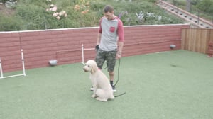 Lucky Dog, Season 3 Episode 17 image