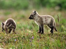 Nature, Season 40 Episode 12 image