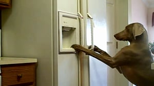 Bad Dog!, Season 2 Episode 6 image