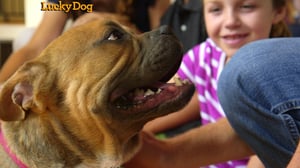 Lucky Dog, Season 2 Episode 8 image