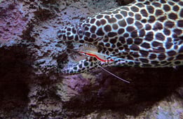 How Do Animals Do That?, Season 1 Episode 11 image