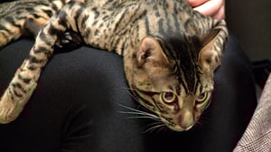 Vets Saving Pets, Season 2 Episode 15 image