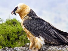 Extreme Africa, Season 1 Episode 3 image