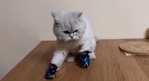 The World's Funniest Animals, Season 1 Episode 15 image