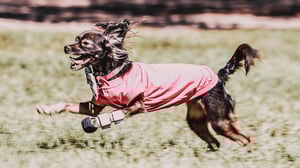 The Wizard of Paws, Season 7 Episode 4 image