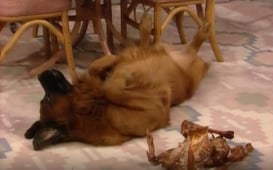 Empty Nest, Season 5 Episode 10 image