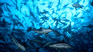 Changing Seas, Season 9 Episode 1 image