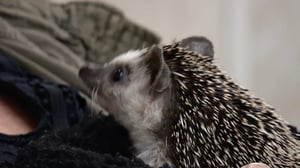 The Incredible Dr. Pol, Season 22 Episode 4 image